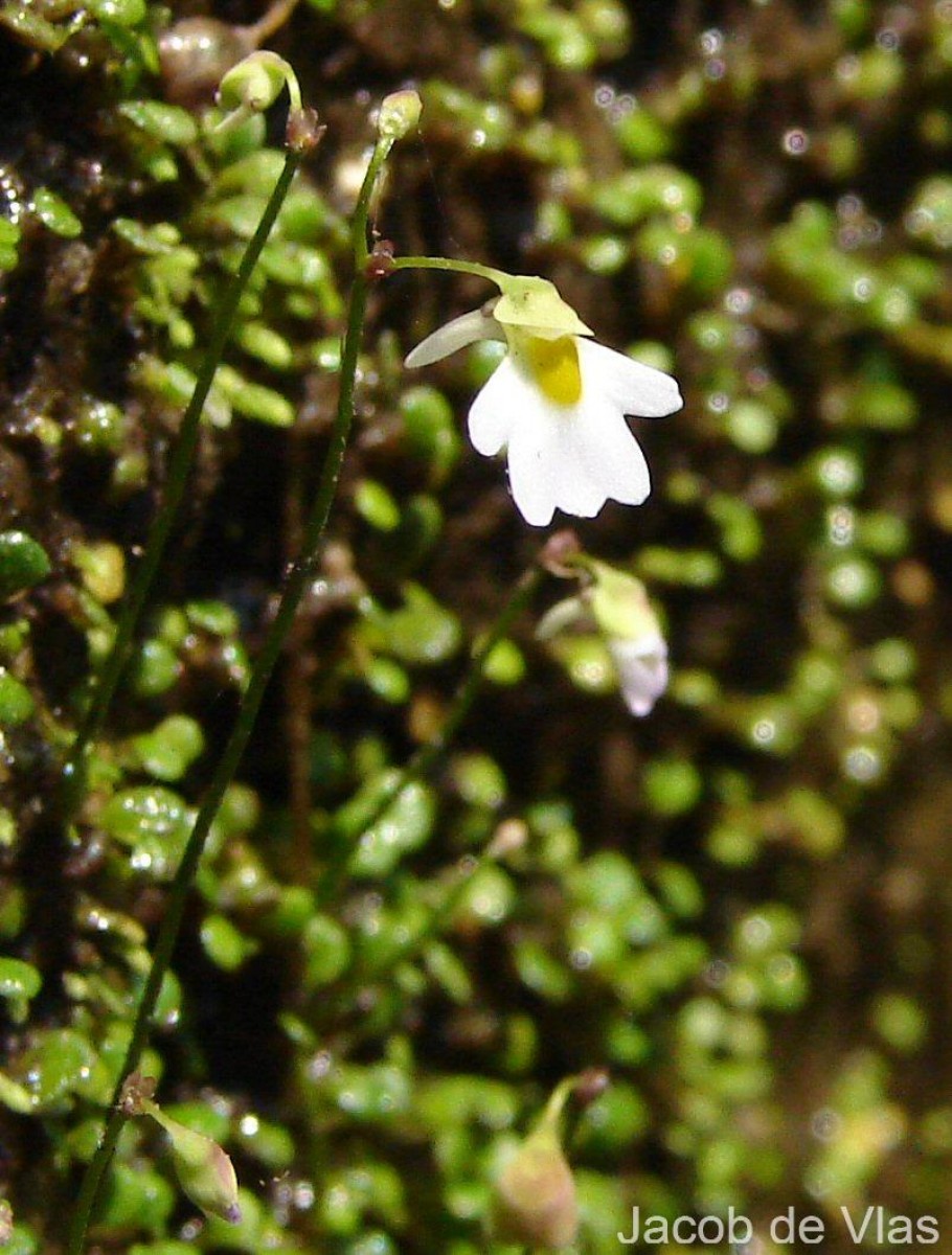 Utricularia striatula Sm.